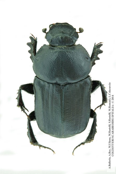 Cheironitis furcifer, femmina